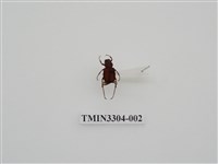 藏品(血紅虎斑花金龜)的圖片